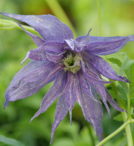 Sparky® Blue - Clematis  