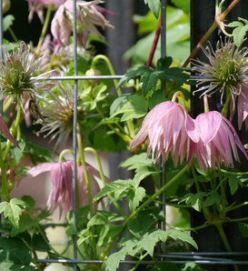 Sparky® Pink - Clematis  