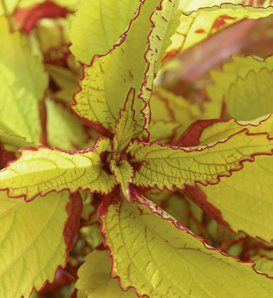 Pineapple - Coleus scutellarioides