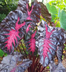 Black Lava - Elephant Ear - Colocasia hybrid