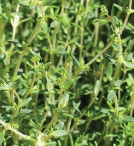 Cookin' Thyme™ - English Thyme - Thymus vulgaris