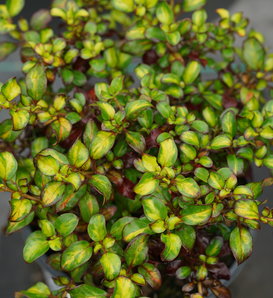 Waxwing™ Lime -  Mirror Bush - Coprosma repens
