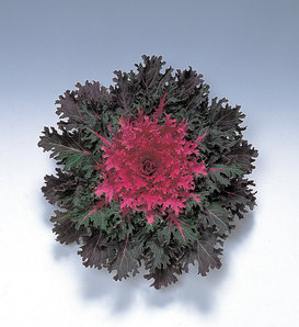 Coral Queen Red - Flowering Kale - Brassica oleracea