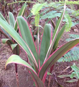 Hilo Rainbow - Cabbage Palm - Cordyline fruticosa