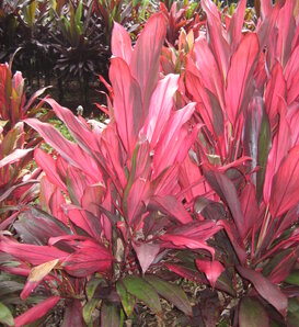 Prince Albert - Cabbage Palm - Cordyline fruticosa