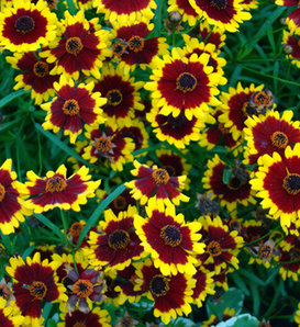 Coloropsis™ 'Salsa' - Tickseed - Coreopsis hybrid