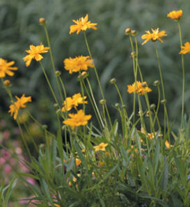 Early Sunrise - Lance Coreopsis - Coreopsis grandiflora