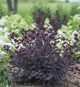 Winecraft Black® - Smokebush - Cotinus coggygria