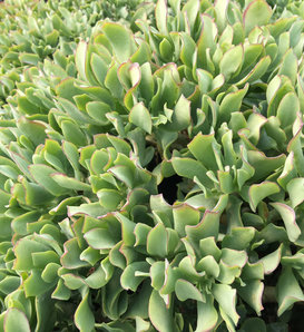Sunset Curls - Jade Plant - Crassula ovata