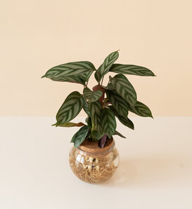 Sweet Dreams® First Frost™  - Never Never Plant - Ctenanthe setosa