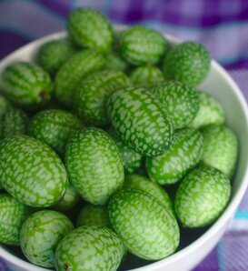 Cucamelon - Mouse Melon - Melothria scabra