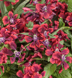 Totally Tempted™ Richly Red™ - cuphea - Cuphea procumbens