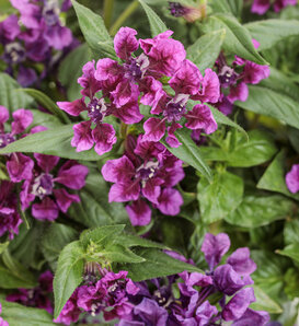 Totally Tempted™ Vivid Violet - Creeping Waxweed - Cuphea procumbens