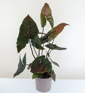 Oceana™ Ruby Strike™ - Cyrtosperma johnstonii