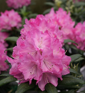 Dandy Man® Pink - Rhododendron x