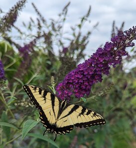 Darkest Night™ - Butterfly bush - Buddleia x