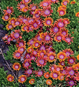 FIRE SPINNER® - Hardy Ice Plant - Delosperma hybrida