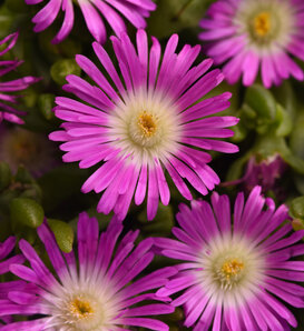 Ocean Sunset™ Violet Flare - Ice Plant - Delosperma hybrida