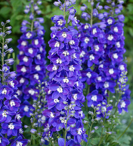 Delgenius™ 'Blue Fabulosa' - larkspur - Delphinium x hybridus