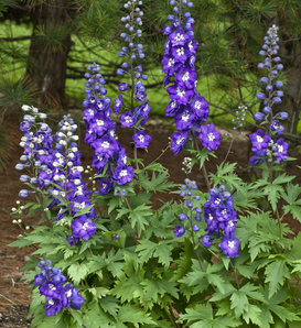 New Millennium™ Purple Passion - Larkspur - Delphinium hybrid