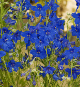 Summer Nights - Dwarf Delphinium - Delphinium grandiflorum