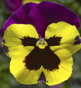 Delta Yellow with Purple Wing - Pansy - Viola wittrockiana
