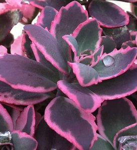 Sunsparkler® 'Dream Dazzler' - Stonecrop - Sedum rupestre