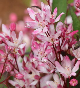 Yuki Cherry Blossom 2.0® - Deutzia x