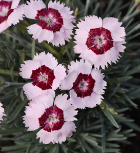 Mountain Frost™ 'Ruby Snow' - pinks - Dianthus hybrida