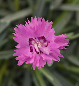 Mountain Frost™ 'Silver Strike' - pinks - Dianthus hybrida
