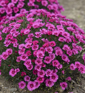 'Paint the Town Fancy' - Pinks - Dianthus hybrid
