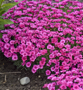 'Paint the Town Fancy' - Pinks - Dianthus hybrid