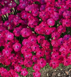 'Paint the Town Red' - Pinks - Dianthus hybrid