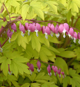 'Gold Heart' - Old Fashioned Bleeding Heart - Dicentra spectabilis