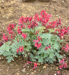 Sun Jewels™ Rubies and Diamonds - Fern-leaved Bleeding Heart - Dicentra hybrid