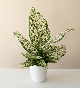 Catamount™ White Blizzard - Dumb Cane - Dieffenbachia hybrid