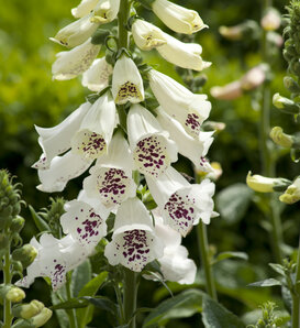 'Dalmatian White' - Foxglove - Digitalis purpurea