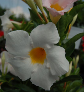 Sundenia® White - Dipladenia hybrid