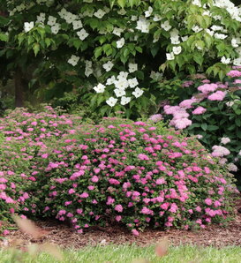 Double Play® Princess™ - Spirea - Spiraea japonica