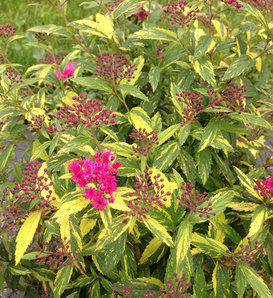 Double Play® Painted Lady® - Spirea - Spiraea japonica
