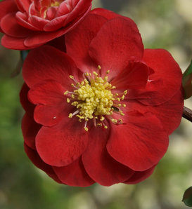 Double Take® Scarlet - Quince - Chaenomeles speciosa