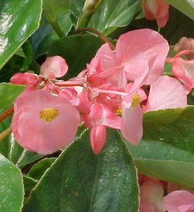 Dragon Wing® Pink - Angelwing Begonia - Begonia hybrid