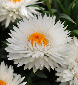 Dreamtime® Jumbo Pure White - Strawflower - Bracteantha bracteatum