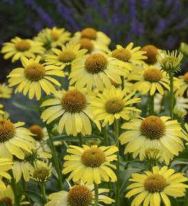 Butterfly 'Cleopatra' - Coneflower - Echinacea hybrid