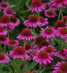 Delicious Candy - Coneflower - Echinacea hybrid