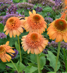 Supreme™ Cantaloupe - Coneflower - Echinacea purpurea