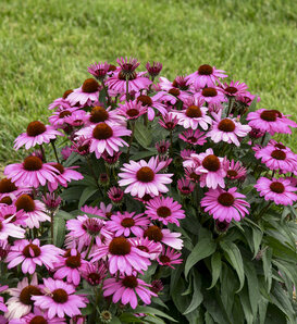 Color Coded® 'The Fuchsia is Bright' - Coneflower - Echinacea hybrid