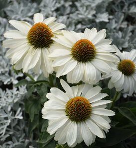Color Coded® 'The Price is White' - Coneflower - Echinacea hybrid
