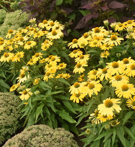 Color Coded® 'Yellow My Darling' - Coneflower - Echinacea hybrid