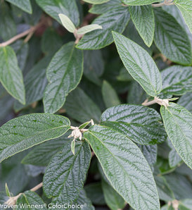Emerald Envy® - Lantanaphyllum Viburnum - Viburnum x rhytidophylloides